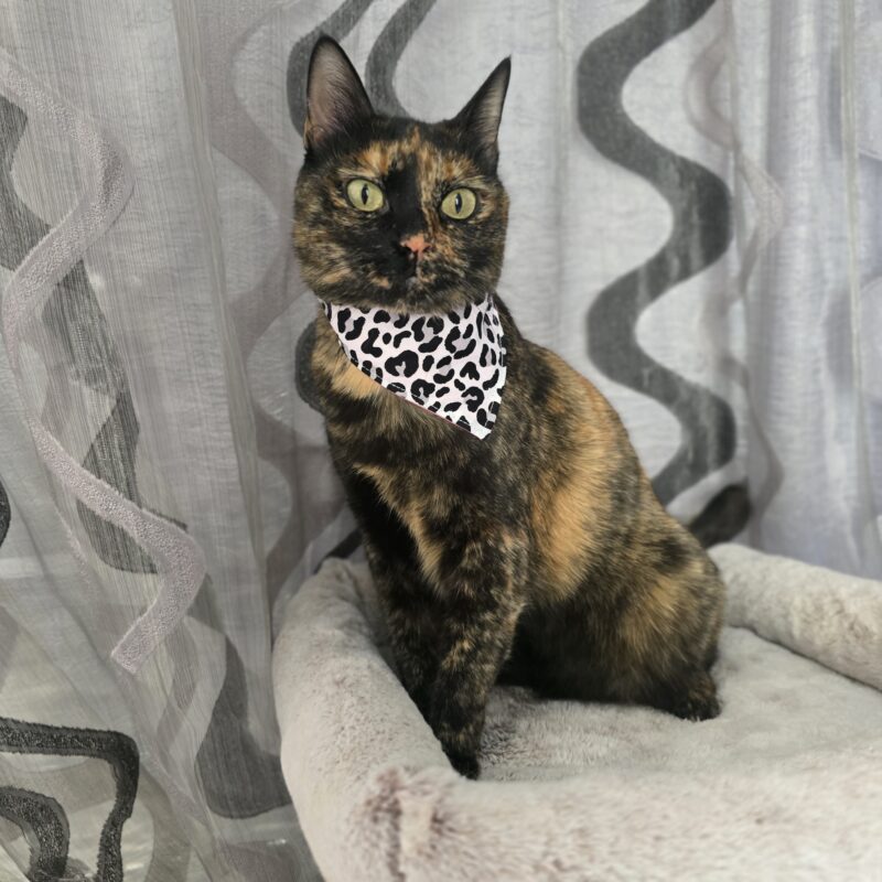 Animal prin, μπαντανα γάτας